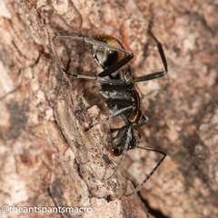 Polyrhachis brisbanensis