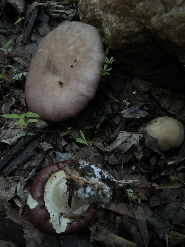 Wine-cap Stropharia · May 2026 · photo: Photo: no rights reserved · iNaturalist