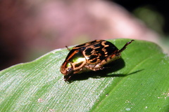Callistethus