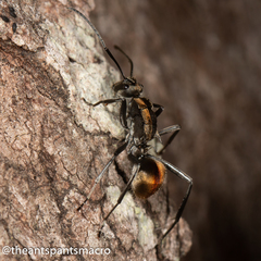 Polyrhachis brisbanensis