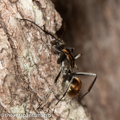 Polyrhachis brisbanensis