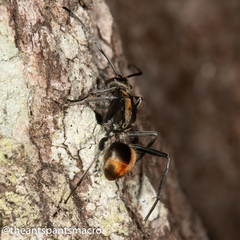 Polyrhachis brisbanensis