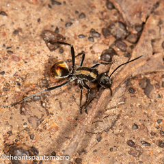 Polyrhachis brisbanensis