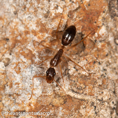 Camponotus elegans