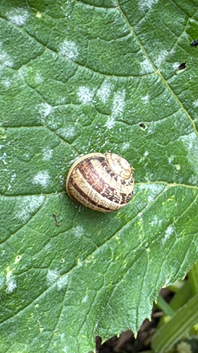 Helix, 2026-05-24