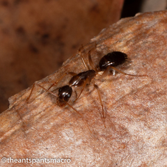 Camponotus elegans