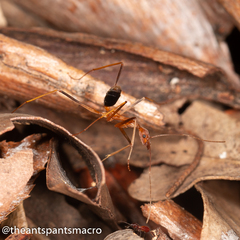 Leptomyrmex rufipes