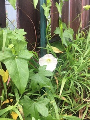 Calystegia peirsonii
