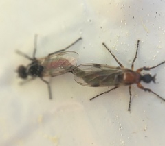 Dilophus tibialis breviceps