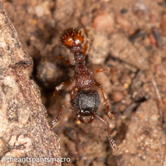 Tetramorium impressum