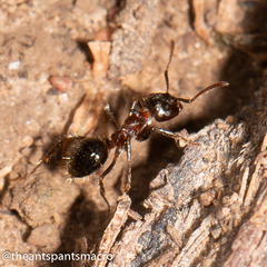 Notoncus ectatommoides