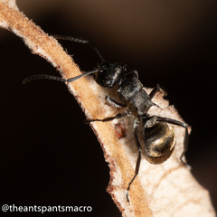 Polyrhachis mjobergi