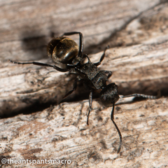 Polyrhachis mjobergi