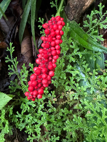 Anthurium bakeri (Anthurium bakeri)