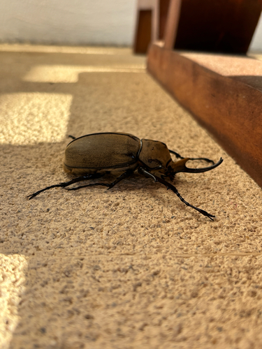 Occidental Elephant Beetle (Megasoma occidentale)