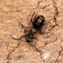 Polyrhachis hookeri