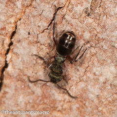 Polyrhachis hookeri