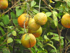 Citrus × aurantiifolia