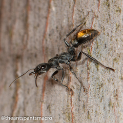 Myrmecia gilberti