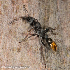 Myrmecia gilberti
