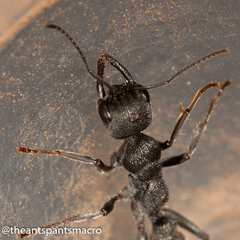Myrmecia gilberti