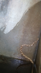 Oligodon taeniolatus