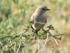 Bradornis microrhynchus