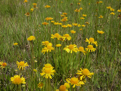 Helenium drummondii