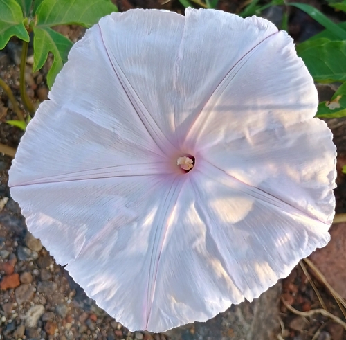 Ipomoea cairica observed 2026-05-24