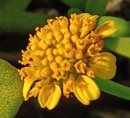 Lipochaeta integrifolia observed 2026-05-24