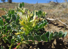 Astragalus lentiginosus chartaceus