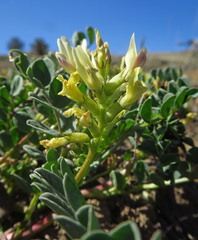 Astragalus lentiginosus chartaceus
