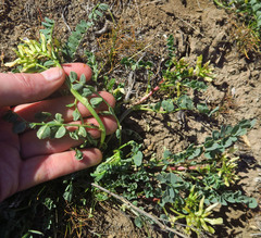 Astragalus lentiginosus chartaceus