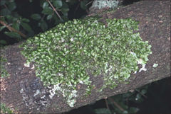 Frullania clavata