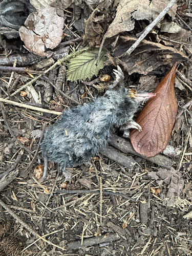 Coast Mole observed by asemerdj