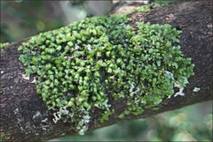 Frullania clavata