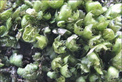 Frullania clavata