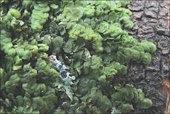 Frullania clavata