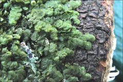 Frullania clavata