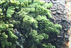 Frullania clavata