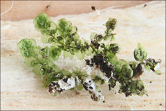 Frullania clavata