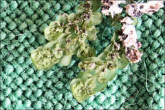 Frullania clavata