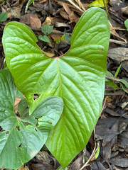 Anthurium ochranthum, photograph (c) Aidan, some rights reserved (CC BY)