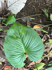 Philodendron grandipes