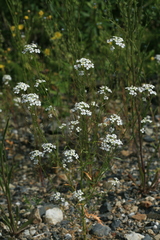 Dontostemon pinnatifidus