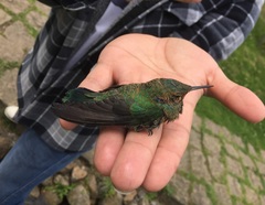 Colibri coruscans coruscans