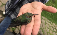 Colibri coruscans coruscans