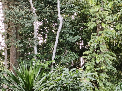 Long-tailed Macaque