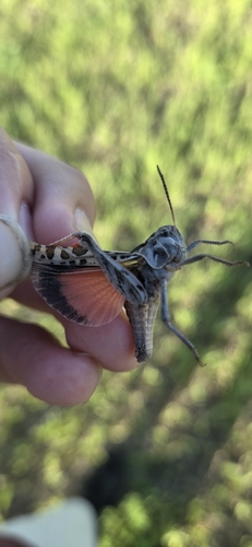 Haldeman's Grasshopper
