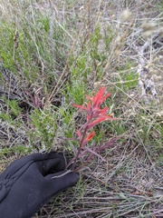 Castilleja subinclusa